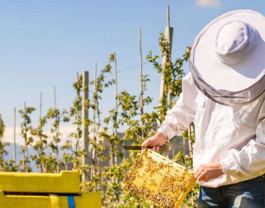 From our own harvest