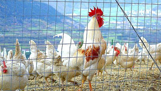 Bio eggs from steep slopes