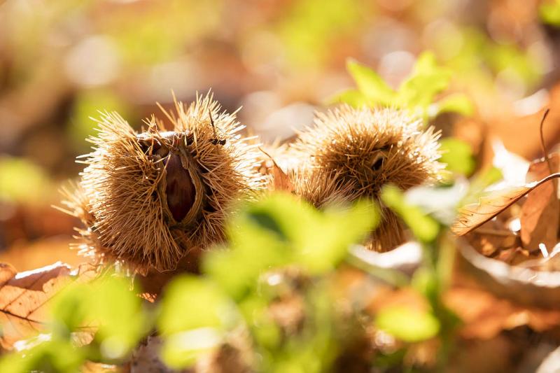 Chestnut hearts